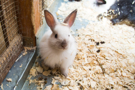 Creating an Insulated Outdoor Animal Home